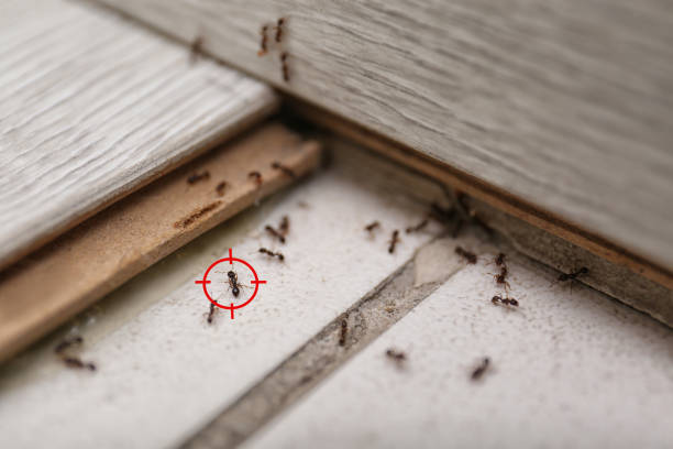 Flea Control Services in Mooreville, MS